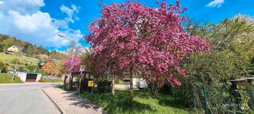 Etagenwohnung Greiz - 3 Zimmer, 59 m&sup2;, 355&euro; | Angebot:26262177