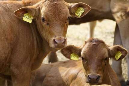 Spezialgewerbe in Gera 1.600.000 € zimmer