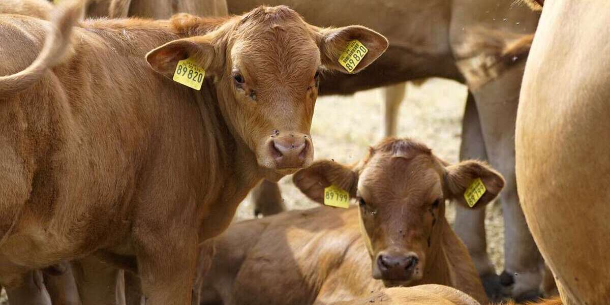 Spezialgewerbe in Gera 1.600.000 € zimmer