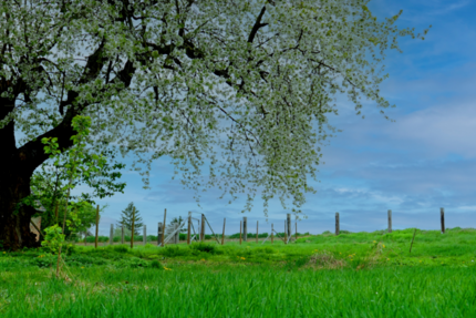 Grundstück zu verkaufen in Stößen 65.000 € 1409 m² zimmer