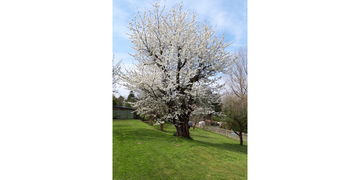 Eigentumsgarten mit Bungalow und Nebengebäude in Gera-Zschippern - Grundstück Gera Zschippern | Angebot:26888029
