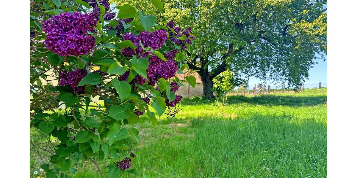 Grundstück Stößen - 65.000&euro; | Angebot:15650841