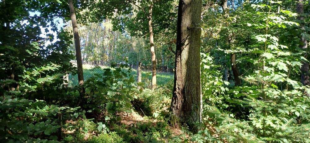 Grundstück Zeulenroda-Triebes Triebes - 39.500&euro; | Angebot:25688109