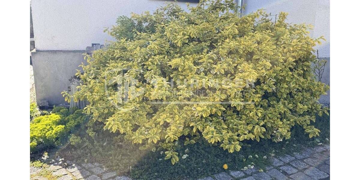Einfamilienhaus Elsteraue Rehmsdorf - 7 Zimmer, 150 m&sup2;, 179.500&euro; | Angebot:26694706