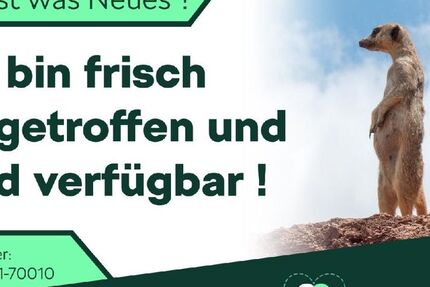 Skoda Kamiq 4.580 km 29.870 € Werdau 08412